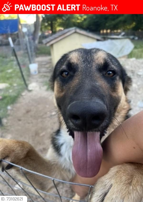 Lost Male Dog last seen Last seen at the cross street near Cleveland Gibbs and Cross Timbers, Roanoke, TX 76262