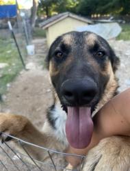 Lost Male Dog last seen Last seen at the cross street near Cleveland Gibbs and Cross Timbers, Roanoke, TX 76262