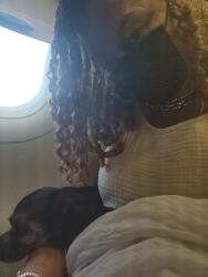 Reunited Male Dog last seen 5th and Cheltenham Area, Philadelphia, PA 19126
