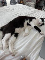 Reunited Male Cat last seen 58th st and 54th ave n, Kenneth City, FL 33709