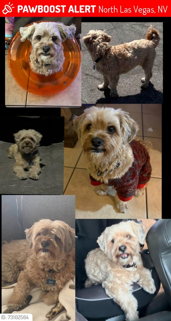Lost Male Dog last seen Pecos and Carey, North Las Vegas, NV 89030