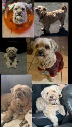 Lost Male Dog last seen Pecos and Carey, North Las Vegas, NV 89030