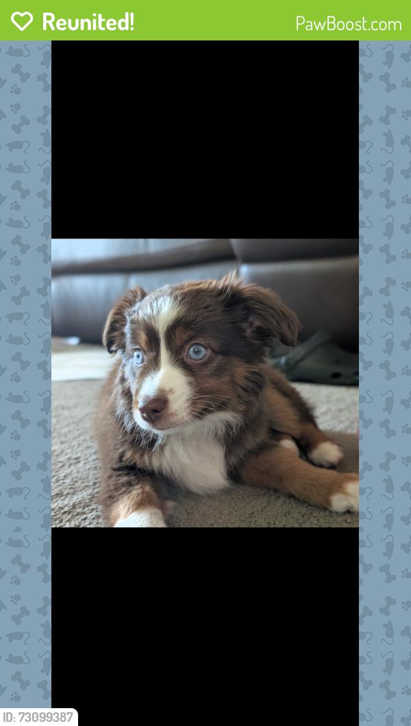 Reunited Female Dog last seen Between the Mormon temple and Dakota Ridge trail. Sierra Vista park, Reno, NV 89523