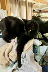 Reunited Male Cat last seen North boulevard and 131st ave. Near Walgreens and circle K, Tampa, FL 33612