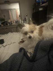 Lost Female Dog last seen Marlin Ave, Cheviot, OH 45211