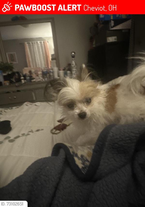 Lost Female Dog last seen Marlin Ave, Cheviot, OH 45211