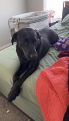 Lost Male Dog last seen Taylor St & Redfork, Dover, OK 73734