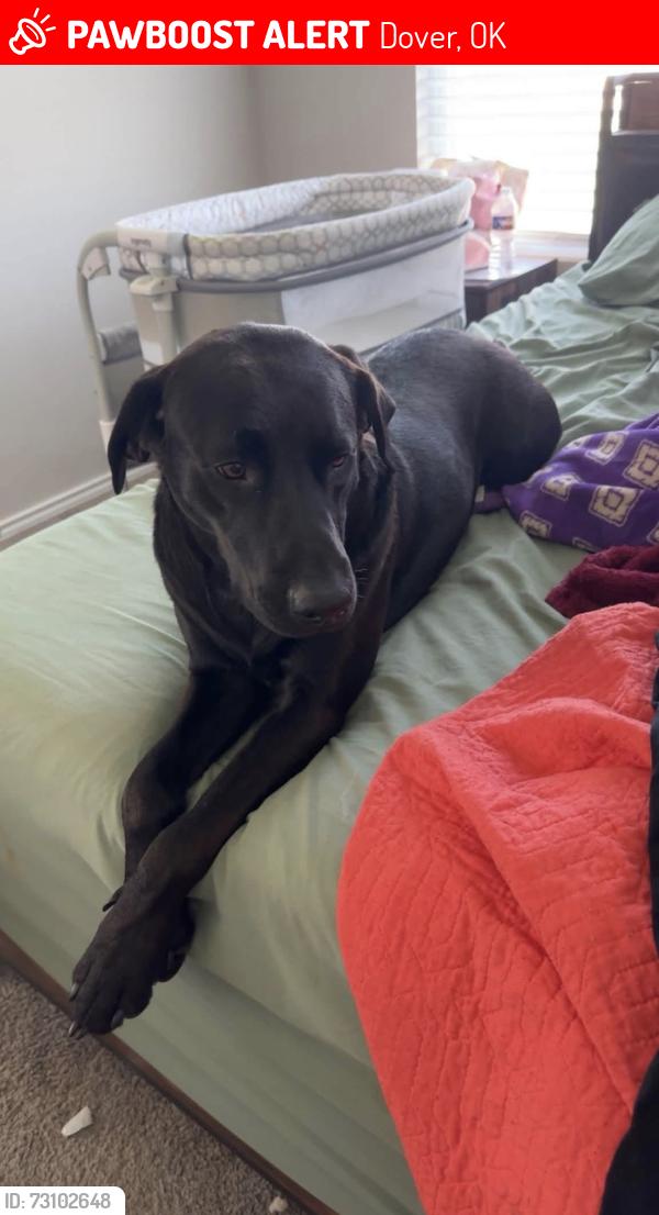 Lost Male Dog last seen Taylor St & Redfork, Dover, OK 73734