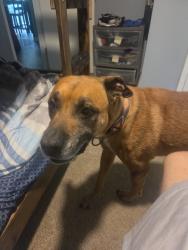 Reunited Male Dog last seen Laural lake road, Bartonsville, PA 18321