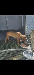 Lost Male Dog last seen Roger and Frank, Allen Park, MI 48101