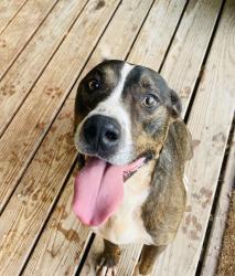 Found/Stray Male Dog last seen 180th and Banner Road, Lexington, OK 73051