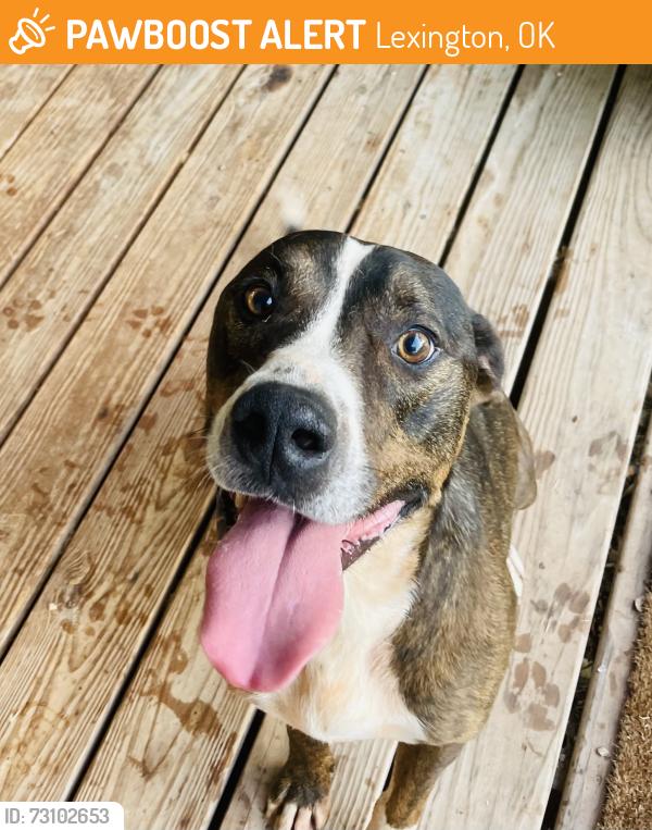 Found/Stray Male Dog last seen 180th and Banner Road, Lexington, OK 73051