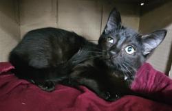 Shelter Stray Male Cat last seen , 3201 Lacy St, Los Angeles, CA 90031, USA
