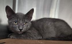 Shelter Stray Male Cat last seen , 3201 Lacy St, Los Angeles, CA 90031, USA