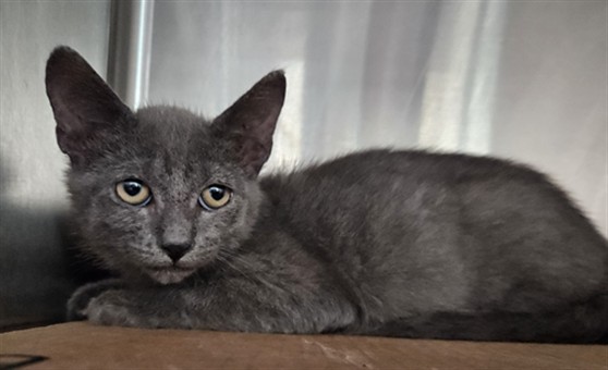 Shelter Stray Male Cat last seen , 3201 Lacy St, Los Angeles, CA 90031, USA