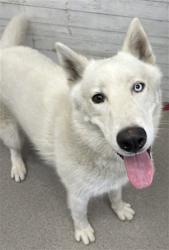 Shelter Stray Male Dog last seen ENCINA AND DORSEY, 333 Chandler Pl, San Bernardino, CA 92408, USA