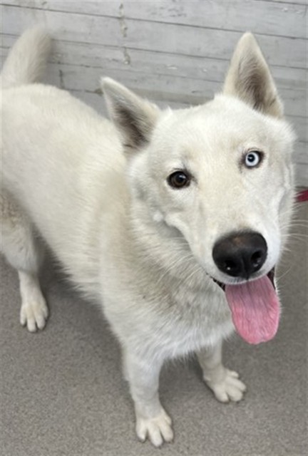 Shelter Stray Male Dog last seen ENCINA AND DORSEY, 333 Chandler Pl, San Bernardino, CA 92408, USA