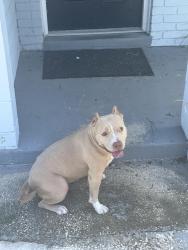 Reunited Female Dog last seen Balboa dr, by barnett park, Pine Hills, FL 32808