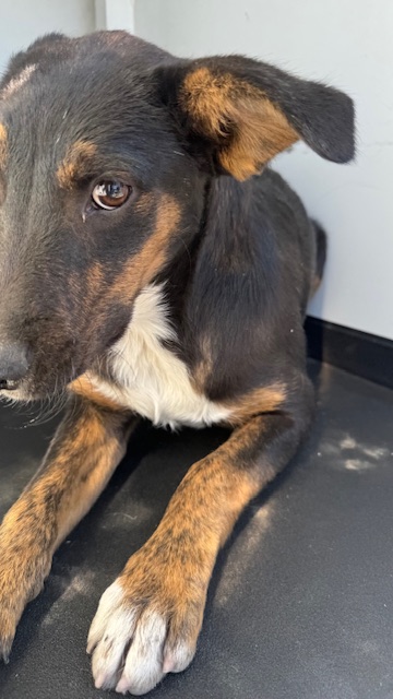 Shelter Stray Female Dog last seen BEALE/ E TRUXTUN, BAKERSFIELD CA, 201 S Mt Vernon Ave, Bakersfield, CA 93307, USA