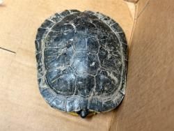 Shelter Stray Female Other last seen , 4275 Elton St, Baldwin Park, CA 91706, USA