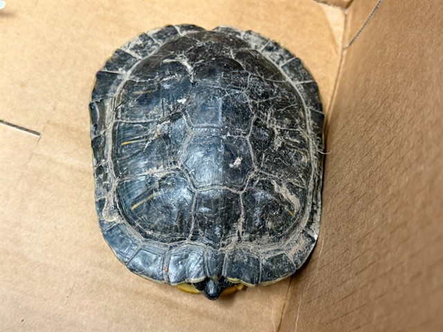 Shelter Stray Female Other last seen , 4275 Elton St, Baldwin Park, CA 91706, USA