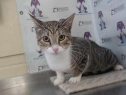 Shelter Stray Male Cat last seen , 2769 Conroy Rd, Orlando, FL 32839, USA