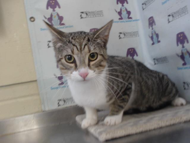 Shelter Stray Male Cat last seen , 2769 Conroy Rd, Orlando, FL 32839, USA