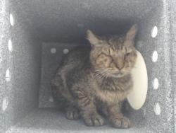 Shelter Stray Male Cat last seen , 2769 Conroy Rd, Orlando, FL 32839, USA