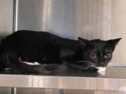 Shelter Stray Female Cat last seen , 957 N Gaffey St, San Pedro, CA 90731, USA
