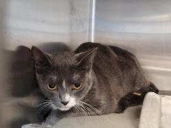 Shelter Stray Female Cat last seen , 957 N Gaffey St, San Pedro, CA 90731, USA