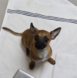 Shelter Stray Male Dog last seen Near BLOCK ANDESITE AVE, RENO NV 89512, 2825 Longley Ln Suite A, Reno, NV 89502, USA