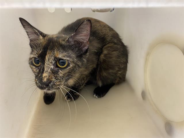 Shelter Stray Female Cat last seen Near BLOCK W HOPKINS ST, 3839 W Burnham St, West Milwaukee, WI 53215, USA