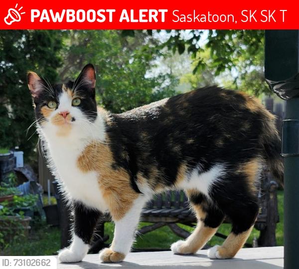 Lost Female Cat last seen 6th Ave N - 1400 BLK, Saskatoon, SK S7K 2T1
