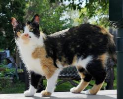Lost Female Cat last seen 6th Ave N - 1400 BLK, Saskatoon, SK S7K 2T1