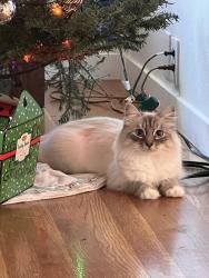 Reunited Female Cat last seen Curtner and Hocking Way, San Jose, CA 95124