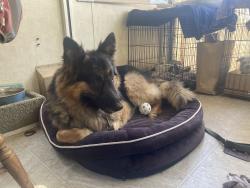 Found/Stray Male Dog last seen Bullard high school fresno ca, Fresno, CA 93704