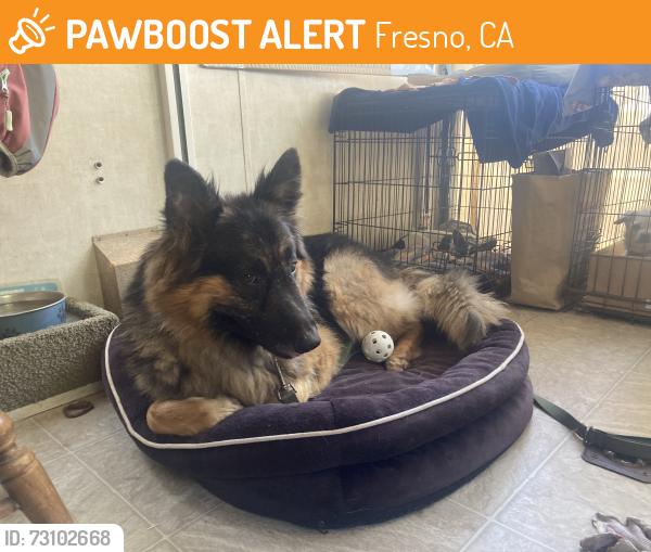 Found/Stray Male Dog last seen Bullard high school fresno ca, Fresno, CA 93704