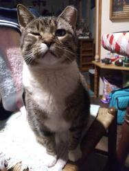 Lost Male Cat last seen Drumstand and Old Mountain Rd, Stony Point, NC 28678