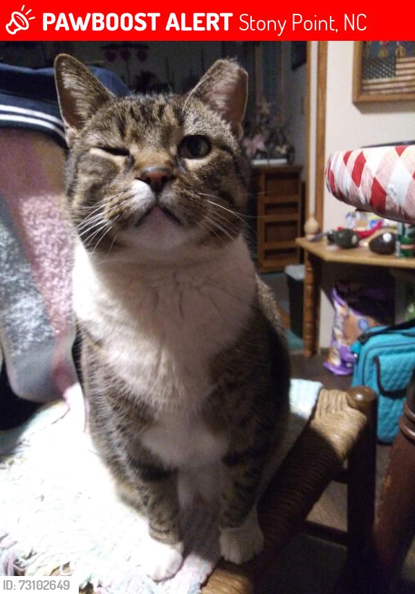 Lost Male Cat last seen Drumstand and Old Mountain Rd, Stony Point, NC 28678