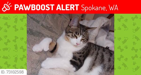 Lost Female Cat last seen Freya, Spokane, WA 99223
