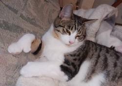 Lost Female Cat last seen Freya, Spokane, WA 99223