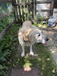 Lost Female Dog last seen Ridgewood and glenhill arden hills mn, Arden Hills, MN 55126
