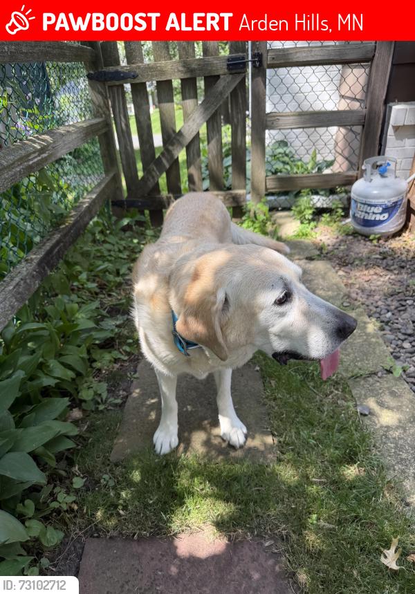 Lost Female Dog last seen Ridgewood and glenhill arden hills mn, Arden Hills, MN 55126