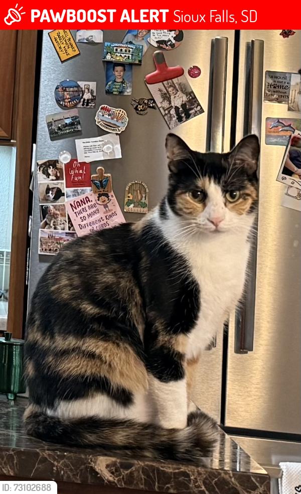 Lost Female Cat last seen South of 69th Strret in the Doral/Pinehurst addition, Sioux Falls, SD 57108