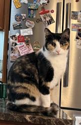 Lost Female Cat last seen South of 69th Strret in the Doral/Pinehurst addition, Sioux Falls, SD 57108
