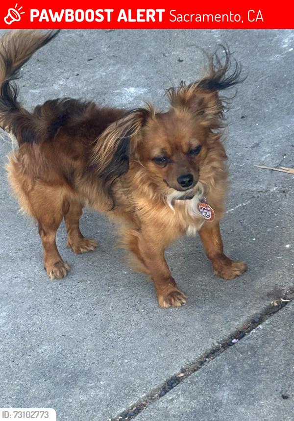 Lost Male Dog last seen Franklin blvd and atlas ave Sacramento ca, Sacramento, CA 95820