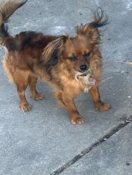 Lost Male Dog last seen Franklin blvd and atlas ave Sacramento ca, Sacramento, CA 95820