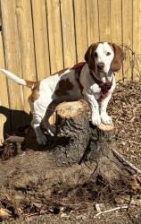 Reunited Male Dog last seen 56th ave olive st commerce city, Commerce City, CO 80022