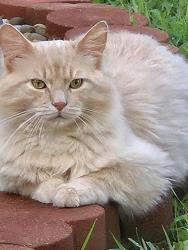 Found/Stray Unknown Cat last seen Few miles north of Dewey. Il in the country, Champaign County, IL 61843