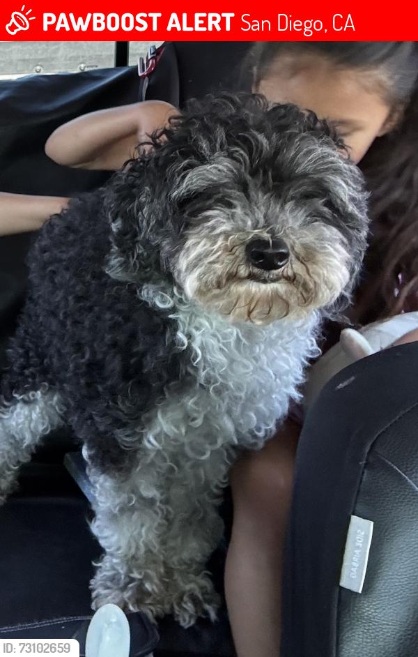 Lost Male Dog last seen Modesto st San Diego ca 92105, San Diego, CA 92105